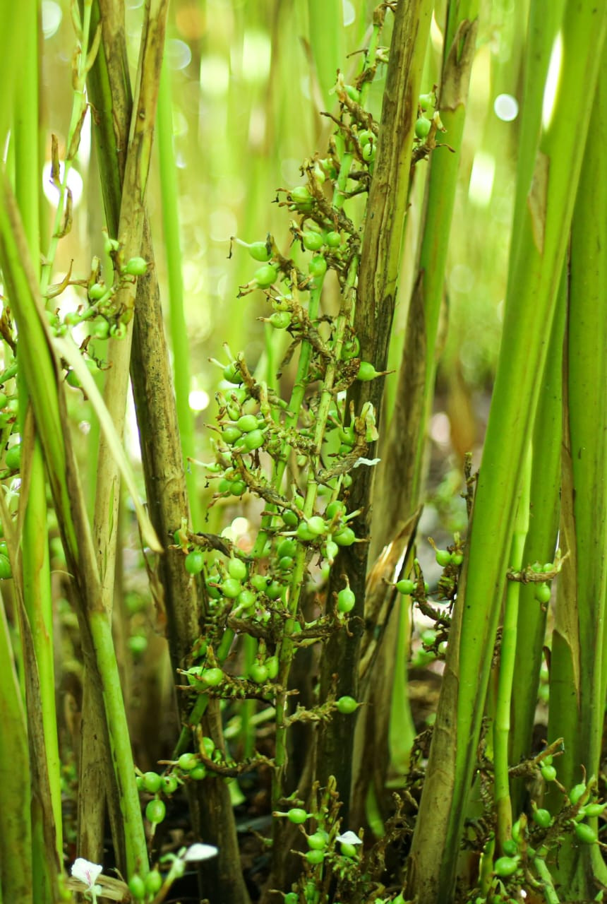 THE CASCADE RESORT MUNNAR
