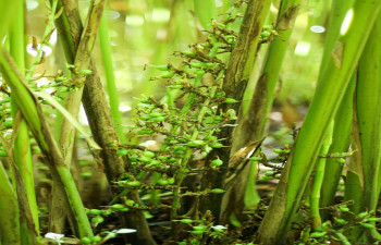THE CASCADE RESORT MUNNAR