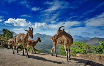 Grand Valley Resort Munnar