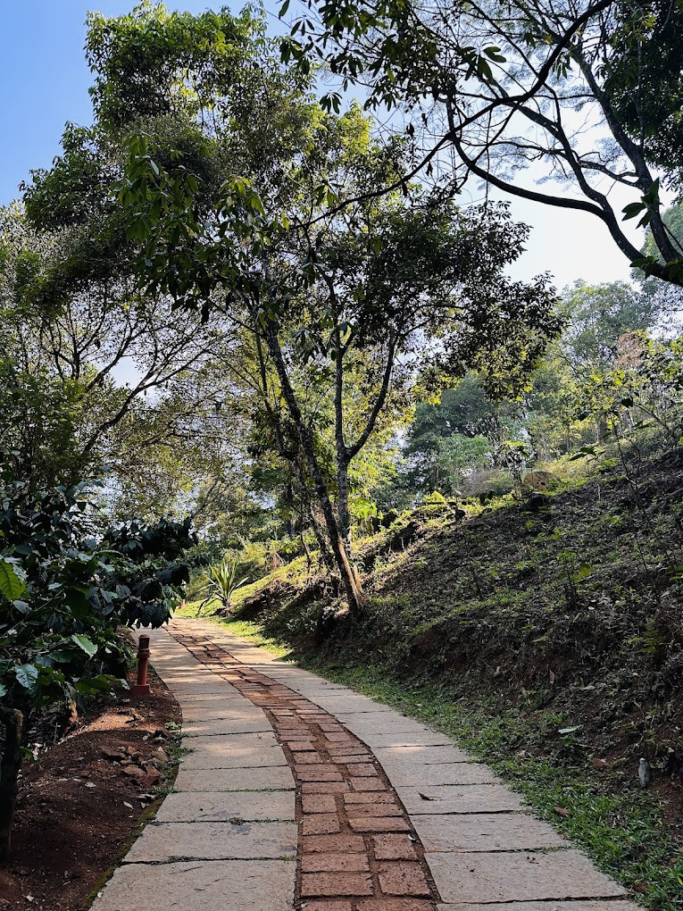 Vythiri Mist Resort