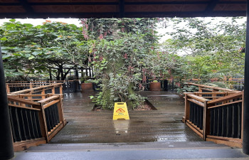 Vythiri Mist Resort