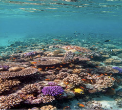 THAILAND  PACKAGE