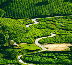 MUNNAR - ONEDAY TRIP