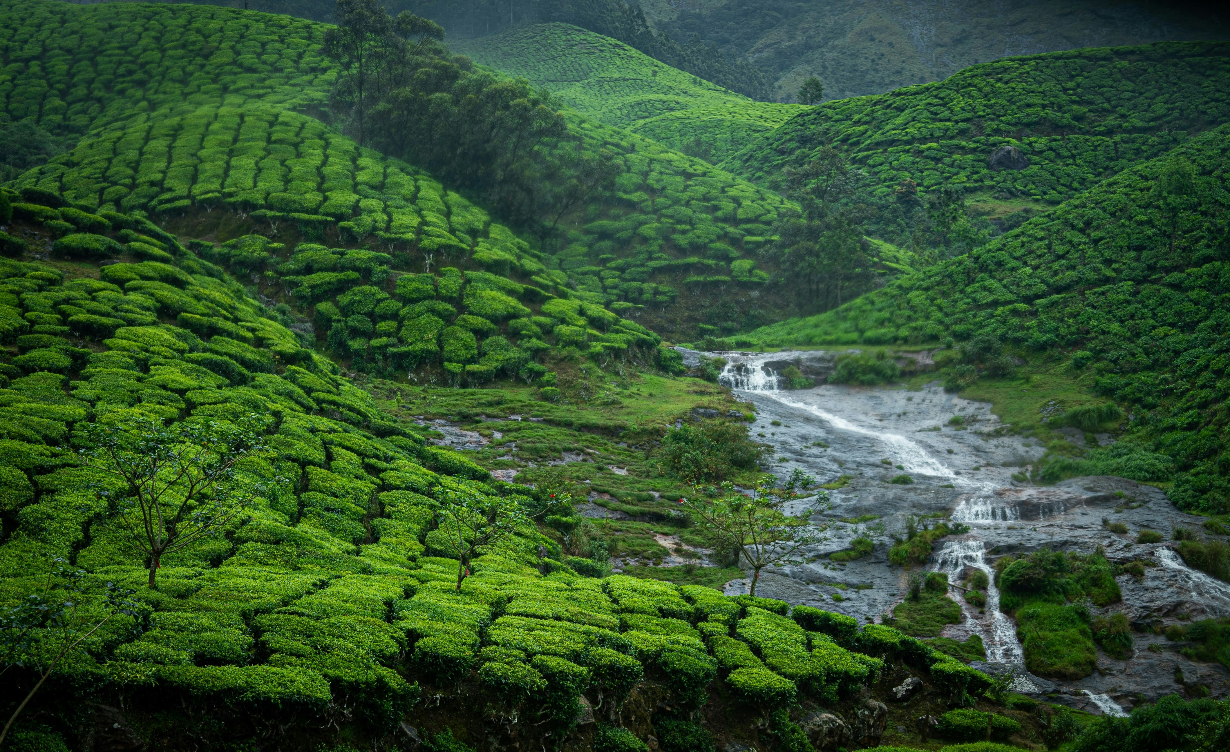 MUNNAR - ONEDAY TRIP